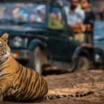 कॉर्बेट पार्क घूमने का प्लान बना रहे हैं तो बुकिंग को लेकर रखें ये बात ध्यान, टिकट कैंसिलेशन पर भी बड़ा अपडेट